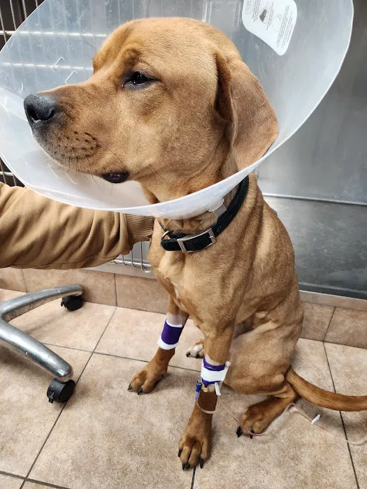 Canton Animal Hospital Picture 4