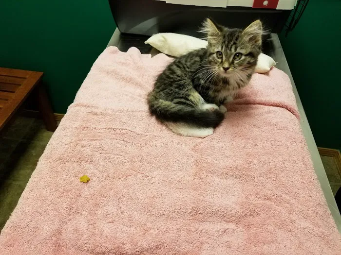Alsager Animal Care Center Picture 8