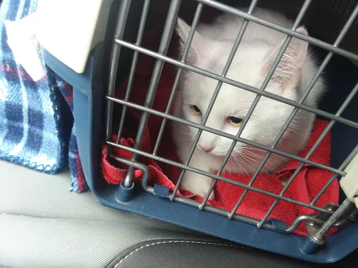 Alsager Animal Care Center Picture 3