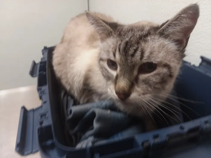 Alsager Animal Care Center Picture 5
