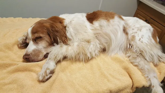 Alsager Animal Care Center Picture 4