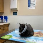 Alsager Animal Care Center