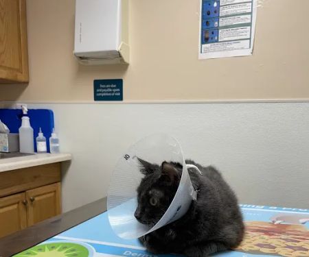 Alsager Animal Care Center