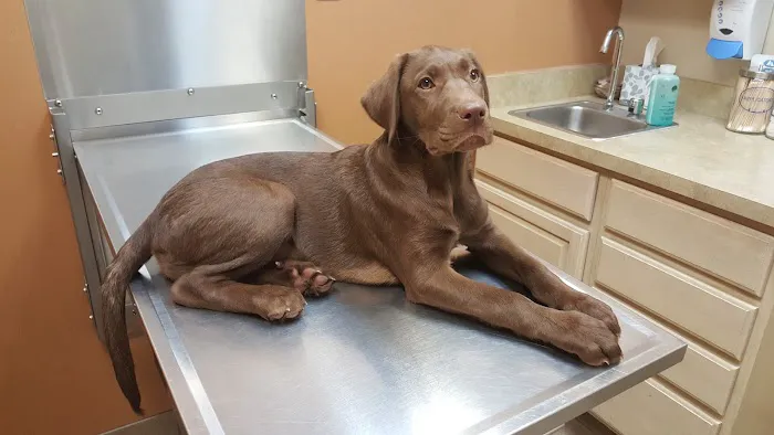 Canton Center Animal Hospital Picture 1