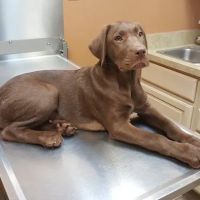 Canton Center Animal Hospital ico