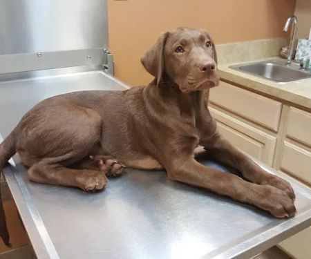 Canton Center Animal Hospital