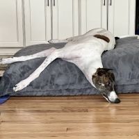 Animal Friends Veterinary Hospital ico