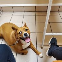 Trenton Veterinary Hospital ico