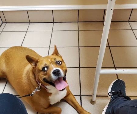 Trenton Veterinary Hospital