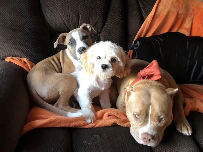 Banfield Pet Hospital Picture 6