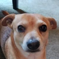 Banfield Pet Hospital ico