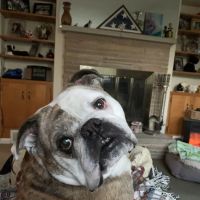 Woodhaven Animal Hospital ico
