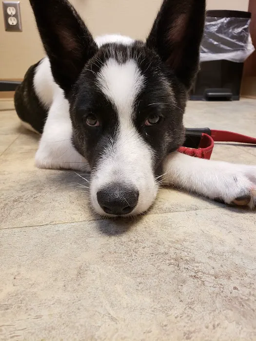 Cahill Veterinary Hospital Picture 7