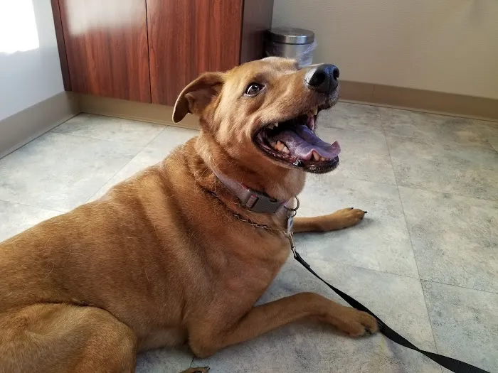 Cahill Veterinary Hospital Picture 2