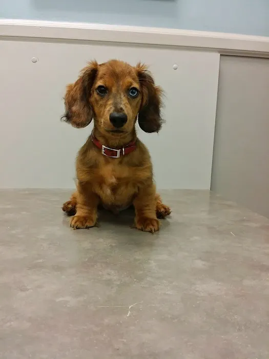 Gibraltar Veterinary Hospital Picture 1