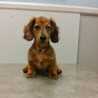 Gibraltar Veterinary Hospital ico