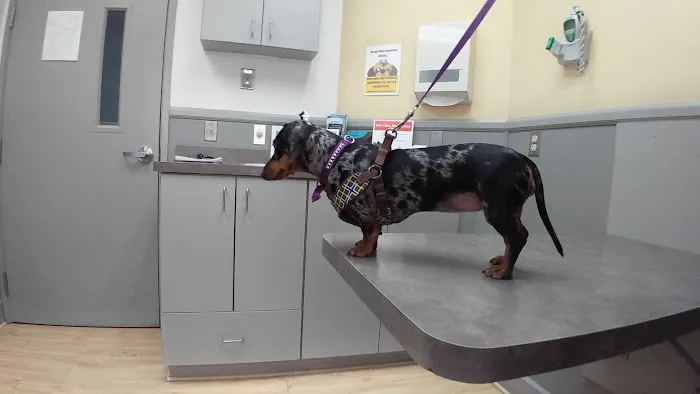 Gibraltar Veterinary Hospital Picture 5