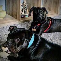 FLAT ROCK ANIMAL CLINIC ico