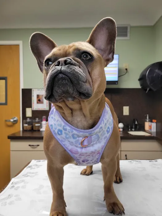 Union Lake Veterinary Hospital Picture 4
