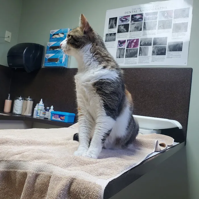 Union Lake Veterinary Hospital Picture 9