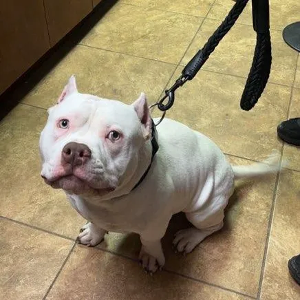 Waterford Animal Clinic Picture 6