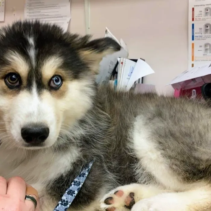 Waterford Animal Clinic Picture 5