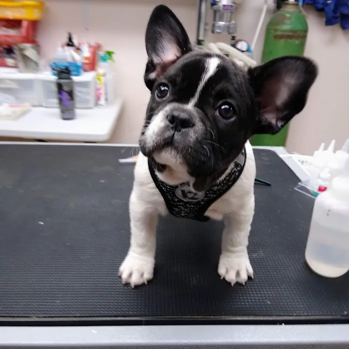 Waterford Animal Clinic Picture 2
