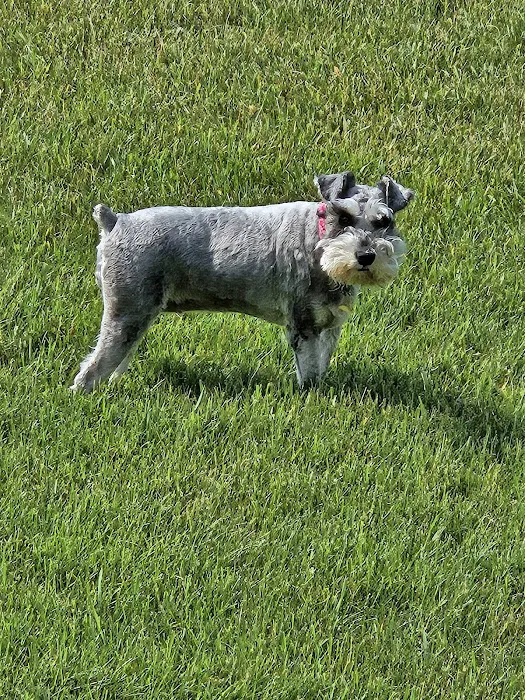 Family Pet Practice Picture 6