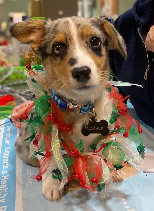 Family Pet Practice Picture 5