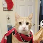 Family Pet Practice