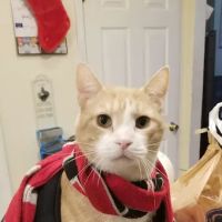 Family Pet Practice ico