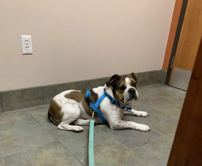 Family Pet Practice Picture 8