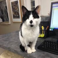 Lakeside Animal Hospital ico