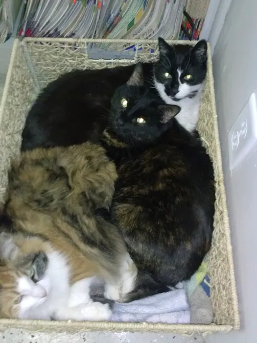 Lakeside Animal Hospital Picture 9