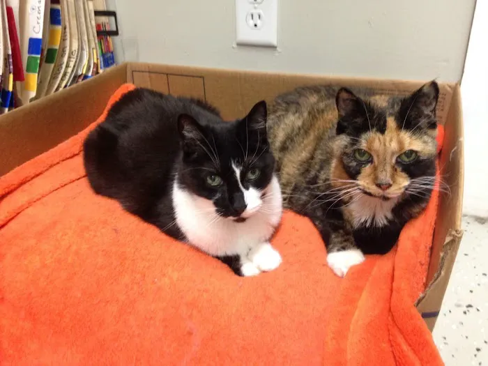 Lakeside Animal Hospital Picture 3