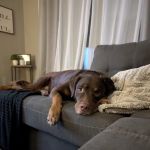 Briarpointe Veterinary Clinic