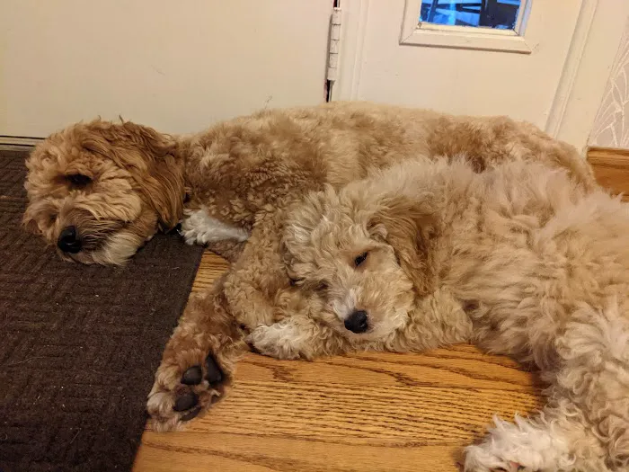 Hometown Veterinary Hospital Picture 9