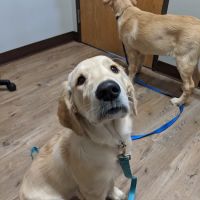 Hometown Veterinary Hospital ico