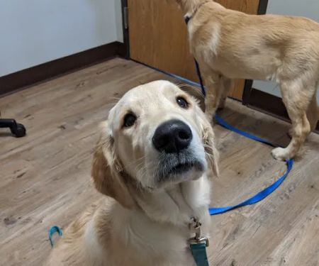 Hometown Veterinary Hospital