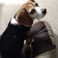 North Hills Veterinary Hospital ico