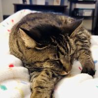 Michigan Animal Dental Specialists ico
