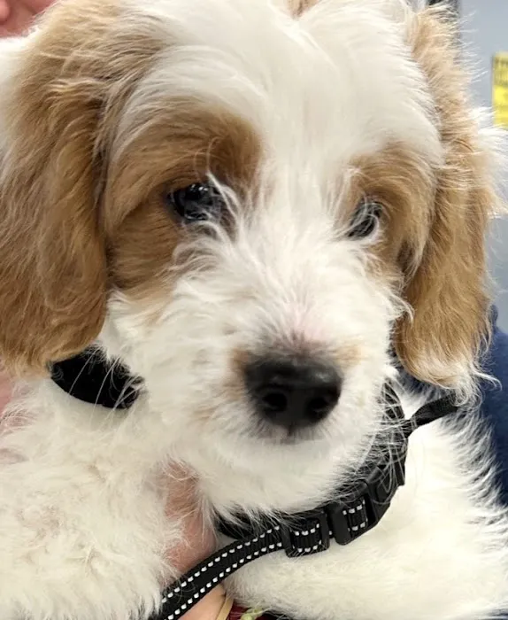 Goodison Veterinary Center Picture 6