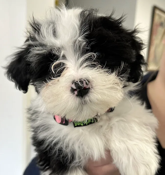 Goodison Veterinary Center Picture 1