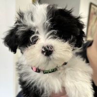 Goodison Veterinary Center ico