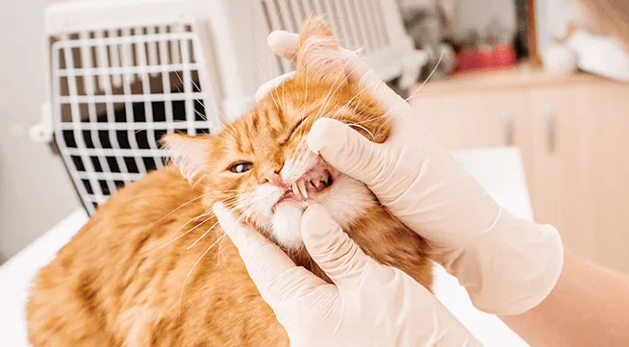 Dr. Fitz's Bayside Animal Clinic Picture 7