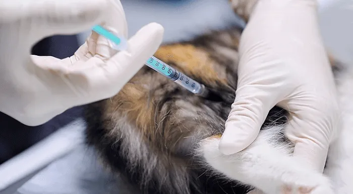 Dr. Fitz's Bayside Animal Clinic Picture 5