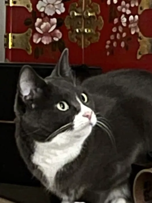 Dr. Fitz's Bayside Animal Clinic Picture 3