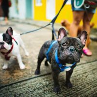 Dr. Fitz's Bayside Animal Clinic ico