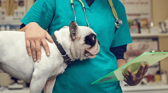 Dr. Fitz's Bayside Animal Clinic Picture 10