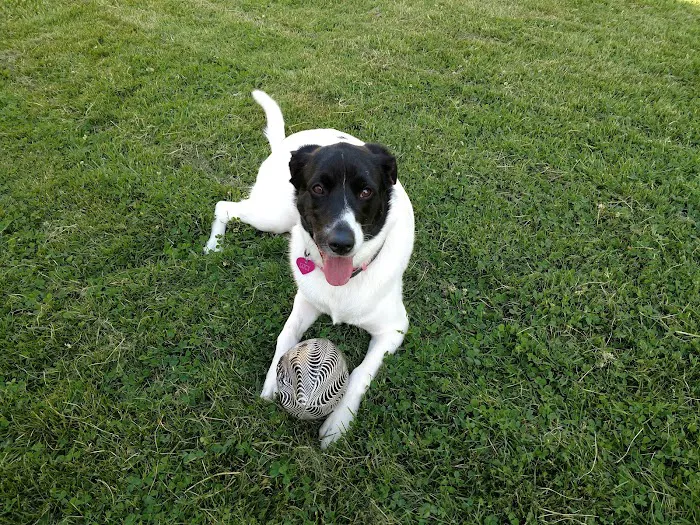 Anchor Bay Veterinary Center Picture 5